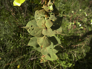 Verbascum phlomoides