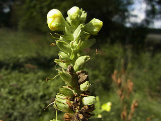 Verbascum phlomoides