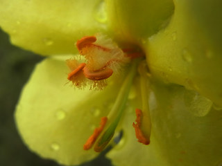 Verbascum phlomoides