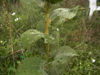 Verbascum phlomoides