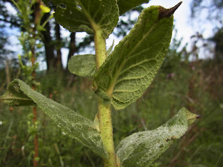 Verbascum phlomoides