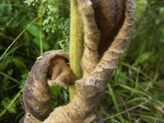 Verbascum phlomoides