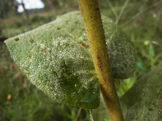 Verbascum phlomoides