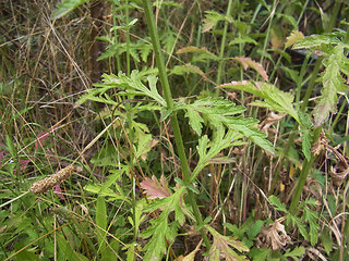 Verbena officinalis