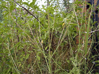 Verbena officinalis