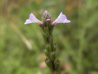 Verbena officinalis