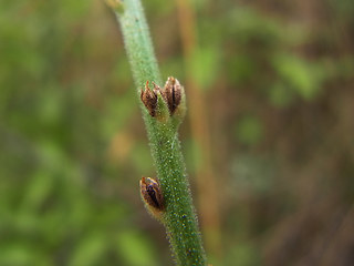 Verbena officinalis