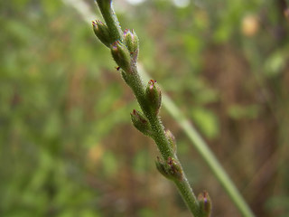 Verbena officinalis