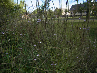 Verbena officinalis