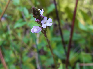 Verbena officinalis