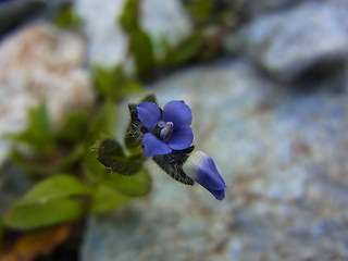 Veronica alpina