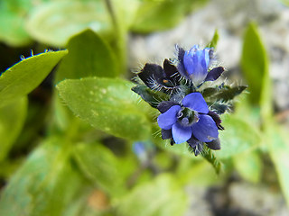 Veronica alpina