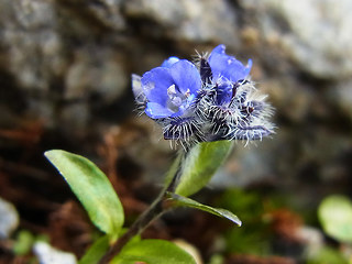 Veronica alpina