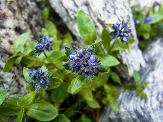 Veronica alpina