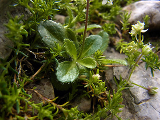 Veronica aphylla