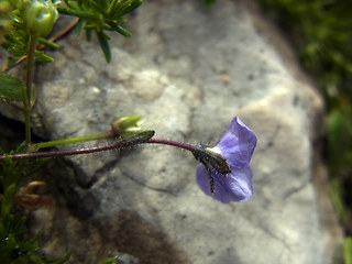 Veronica aphylla