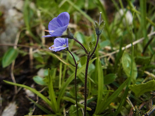 Veronica aphylla