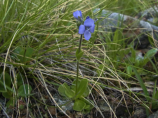 Veronica bellidioides