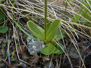 Veronica bellidioides