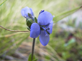 Veronica bellidioides