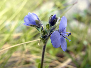 Veronica bellidioides