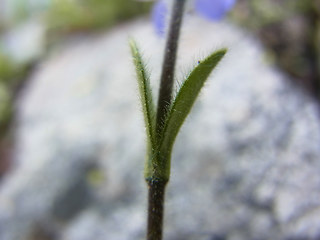 Veronica bellidioides