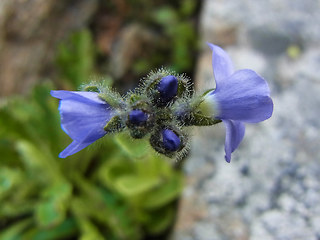 Veronica bellidioides