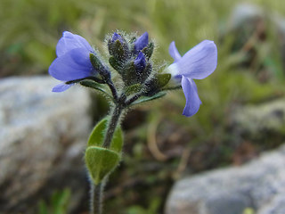 Veronica bellidioides