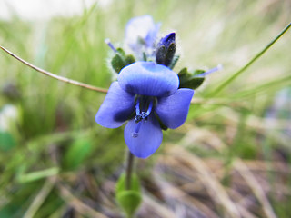 Veronica bellidioides