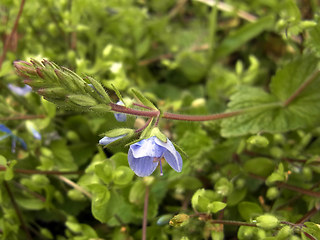 Veronica chamaedrys