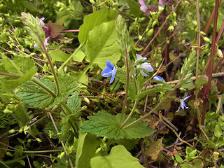 Veronica chamaedrys