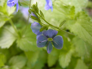 Veronica chamaedrys