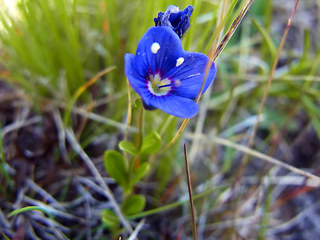 Veronica fruticans