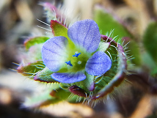 Veronica hederifolia