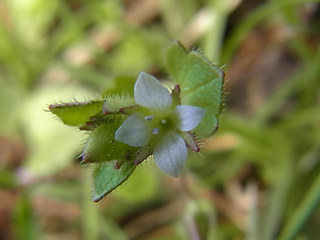 Veronica hederifolia