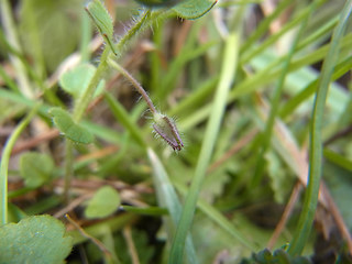 Veronica hederifolia