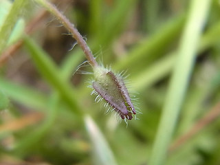 Veronica hederifolia