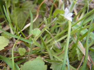 Veronica hederifolia