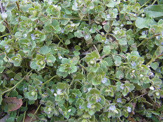 Veronica hederifolia
