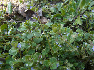 Veronica hederifolia