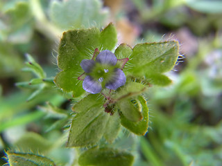 Veronica hederifolia