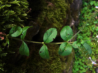 Veronica officinalis