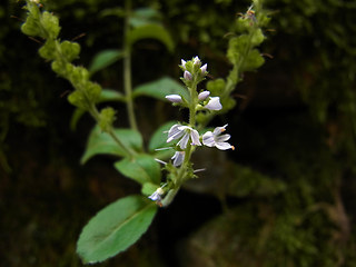 Veronica officinalis