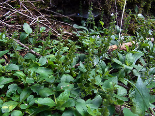 Veronica officinalis