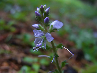 Veronica officinalis