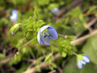 Veronica persica