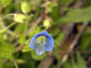 Veronica persica