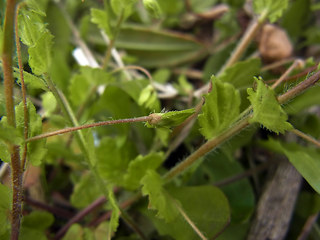 Veronica persica