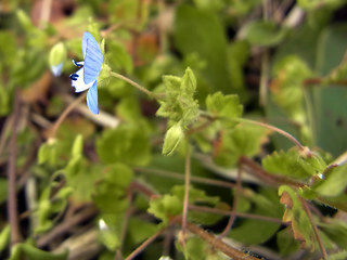 Veronica persica