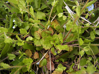 Veronica persica